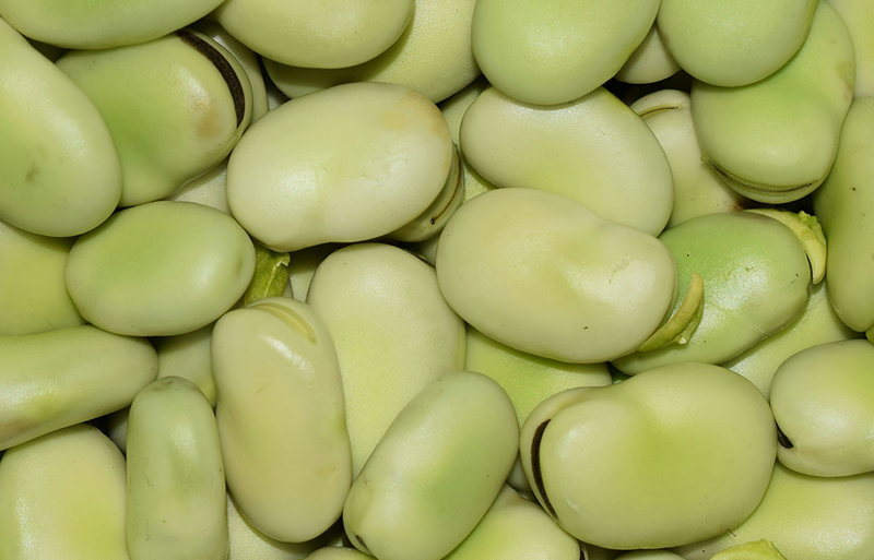 Close-up of natural Faba Beans representing the clean science behind Nothing Else protein extraction